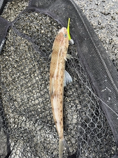 エソの釣果
