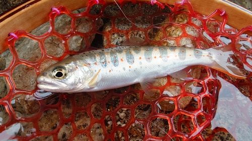 アマゴの釣果