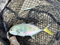 メッキの釣果