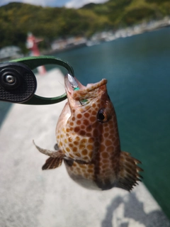 オオモンハタの釣果