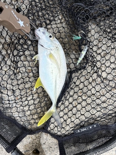 メッキの釣果