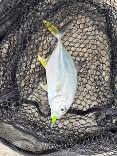 メッキの釣果