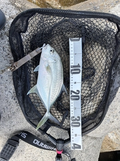 オニヒラアジの釣果
