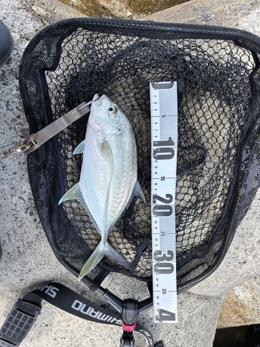 オニヒラアジの釣果