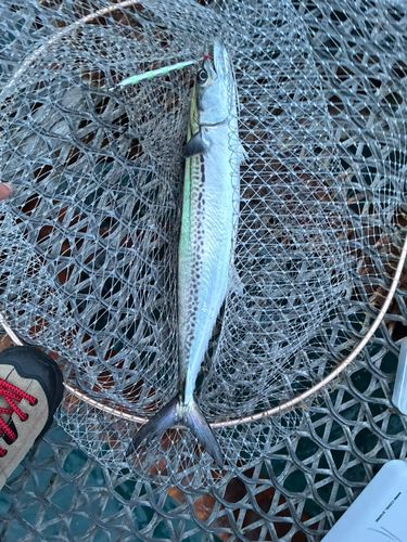 サゴシの釣果