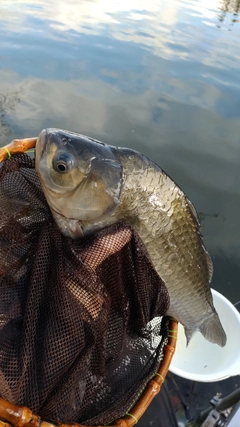 ヘラブナの釣果