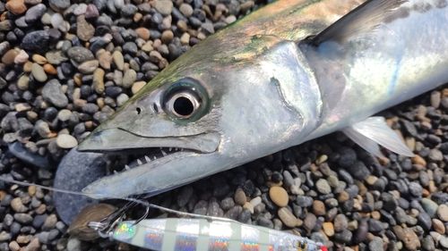 サゴシの釣果