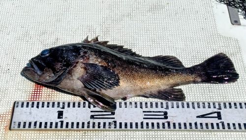 クロソイの釣果