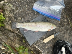 ニジマスの釣果