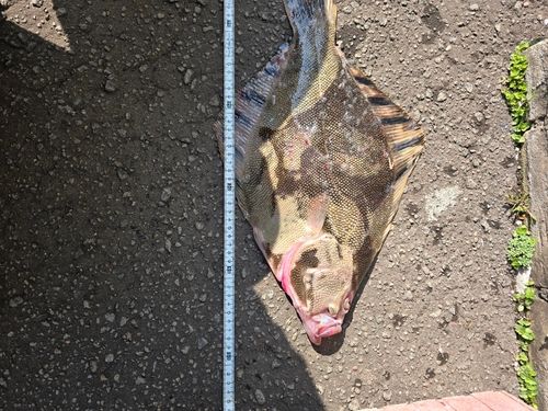 マツカワの釣果