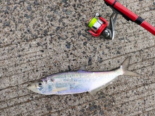 ヒラの釣果