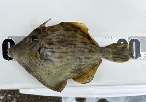 カワハギの釣果