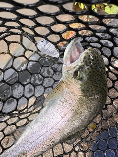 ニジマスの釣果