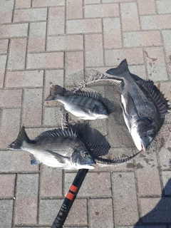 クロダイの釣果