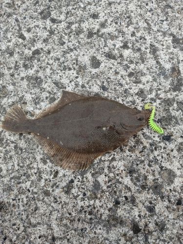 カレイの釣果