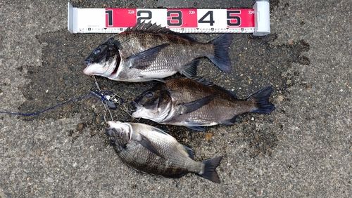 クロダイの釣果