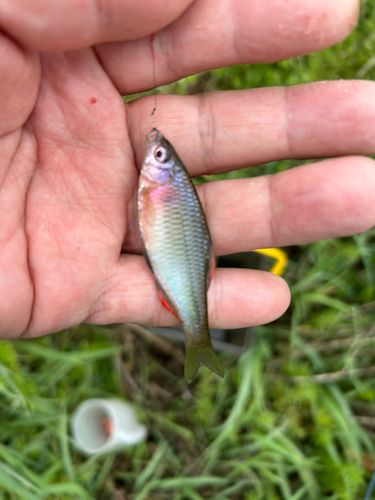 ヤリタナゴの釣果