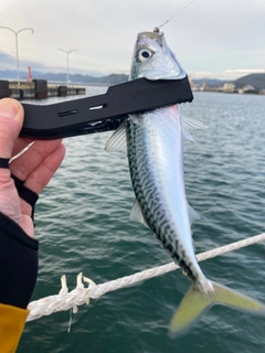 サバの釣果
