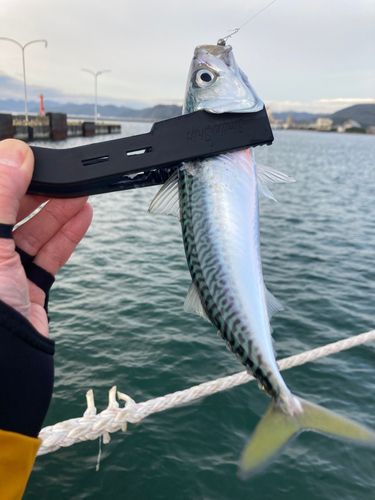 サバの釣果