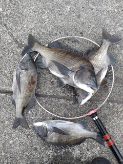 クロダイの釣果