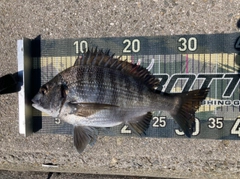 チヌの釣果