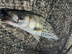 セイゴ（マルスズキ）の釣果