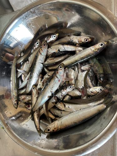 カタクチイワシの釣果