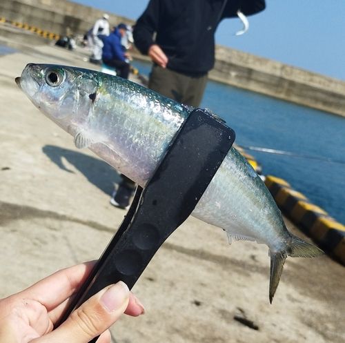 カタボシイワシの釣果