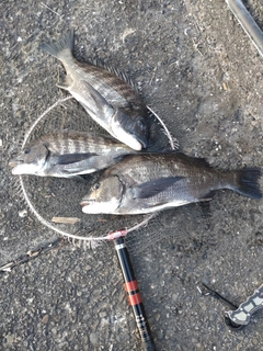 クロダイの釣果