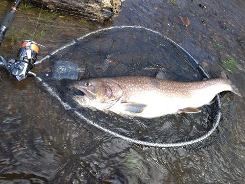エゾイワナの釣果