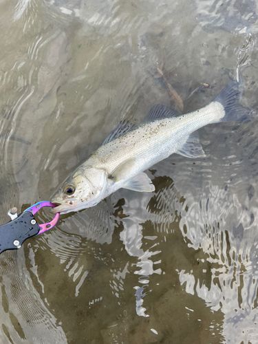セイゴ（タイリクスズキ）の釣果