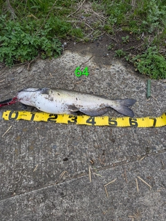 アメリカナマズの釣果