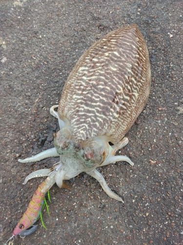 コウイカの釣果