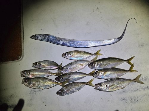 マアジの釣果