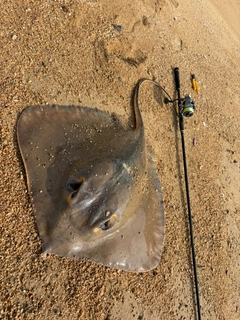 アカエイの釣果