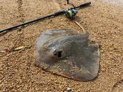 アカエイの釣果