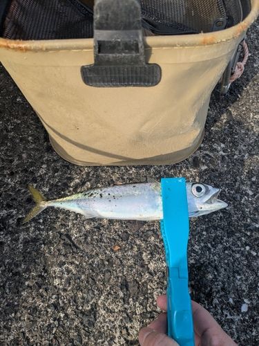 サバの釣果