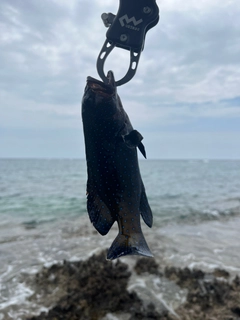 アオノメハタの釣果