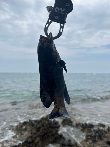 アオノメハタの釣果