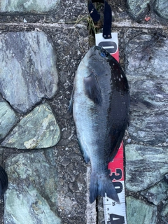 グレの釣果