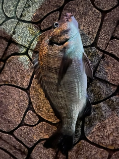 チヌの釣果