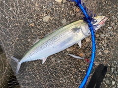 サゴシの釣果