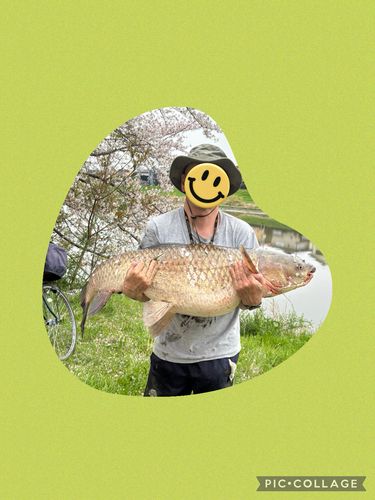 ソウギョの釣果