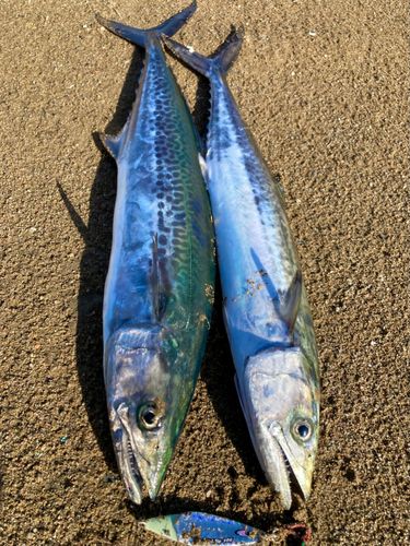 サワラの釣果