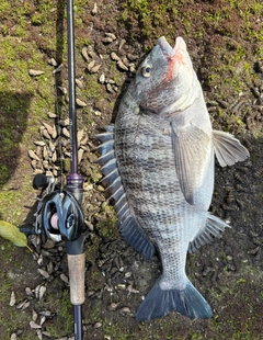 チヌの釣果
