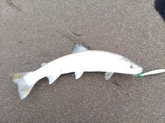 アメマスの釣果