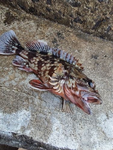 カサゴの釣果