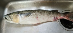 ボラの釣果