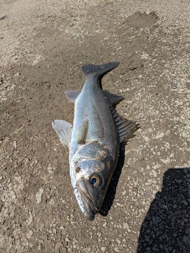 スズキの釣果