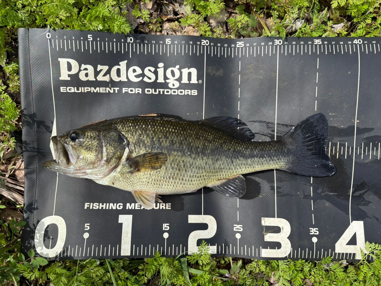 DAIWA 19ブラックレーベル SG 6101M+FBの最安値・インプレ・釣果